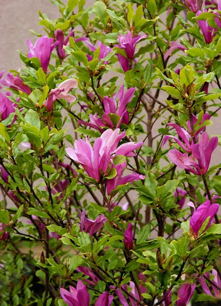 Manolya Ağacının Güzel Pembe Çiçekleri Baharda — Stok fotoğraf