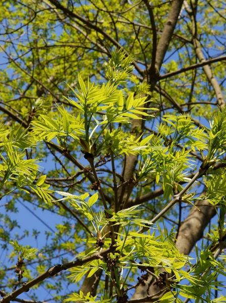 Vert Rainure Feuilles Fraîches Frêne Printemps — Photo