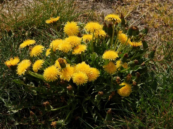 Gula Blommor Vilda Växter Maskros Våren — Stockfoto