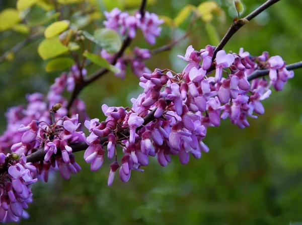 春に紫の花を咲かせ — ストック写真