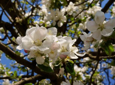 İlkbaharda elma ağacının beyaz ve pembe çiçekleri
