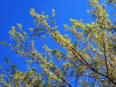 Baharda kanatlı tohumlarla kutulu yaşlı ağaç