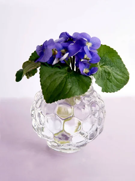 Pequeno Posy Flores Violas Doces Perto — Fotografia de Stock