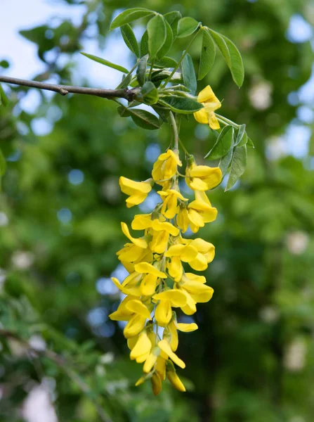 Gula Blommor Gyllene Kedja Träd Närbild — Stockfoto