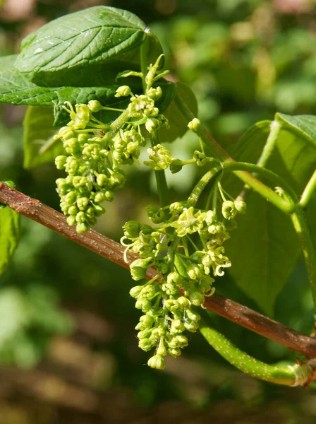 Sycamore Lönn Träd Med Kluster Knoppar Och Blommor — Stockfoto