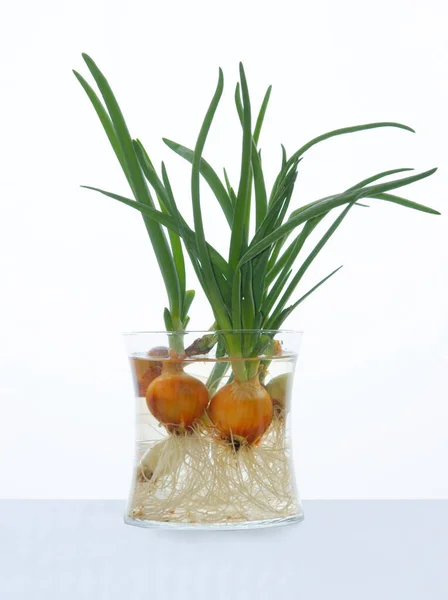 Onions Water Growing Green Leaves — Stock Photo, Image