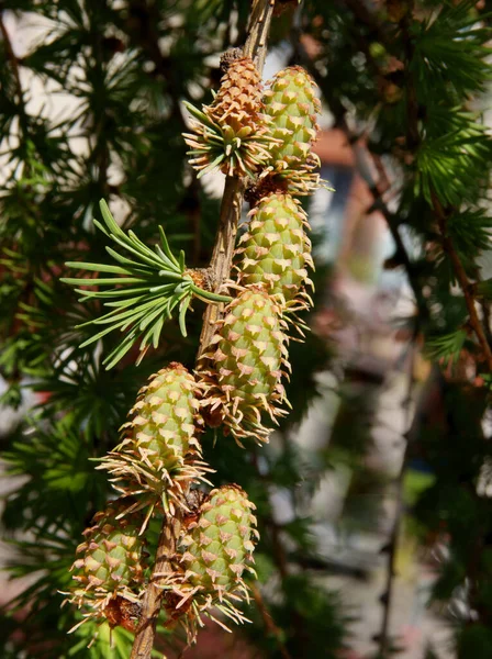 Lärkträd Med Små Blommor Nära Håll Våren — Stockfoto