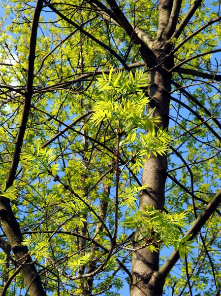 Fresno Con Hojas Verdes Frescas Primavera — Foto de Stock