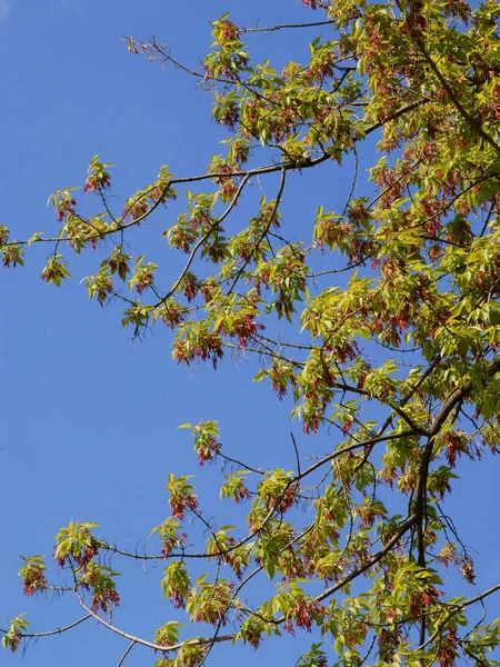 Boîte Sureau Avec Des Graines Ailées Printemps — Photo