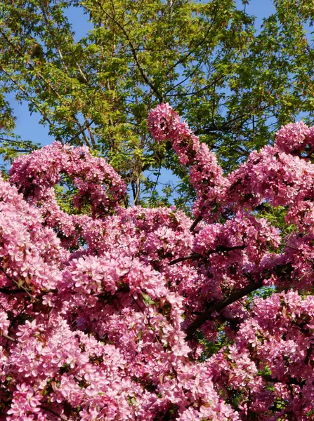 Manzano Cangrejo Con Flores Rosadas Primavera — Foto de Stock