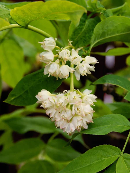 Stanphylea pinnata - bladdernut bush with white flowers in cluster