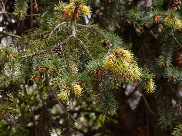 Novos Pequenos Cones Verdes Abeto Árvore Perto — Fotografia de Stock