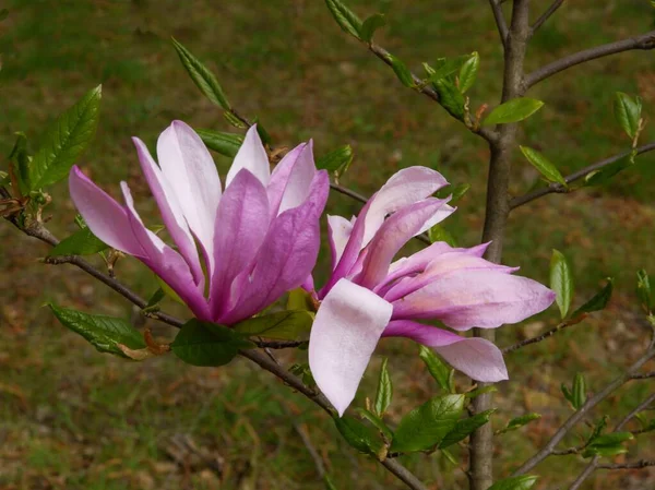 Manolya Ağacının Güzel Pembe Çiçekleri Baharda — Stok fotoğraf