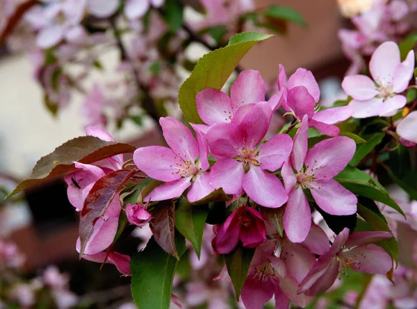 Baharda Pembe Çiçekli Yaban Elması Ağacı — Stok fotoğraf