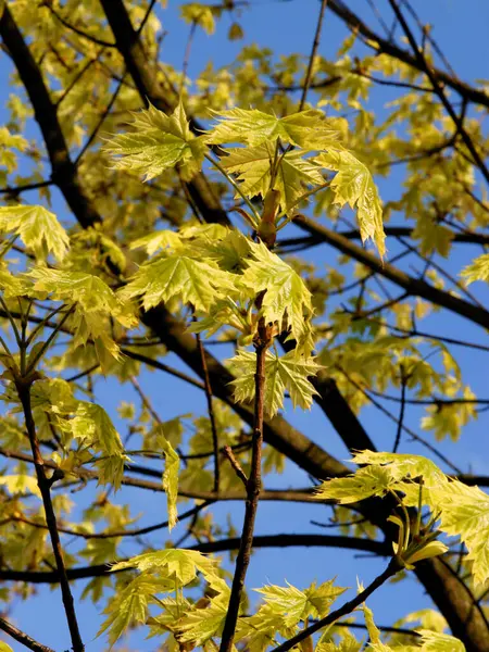 Hojas Verdes Frescas Crecientes Arce Primavera — Foto de Stock