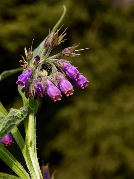 Purple Flowers Comfrey Herb Close — Stock Photo, Image