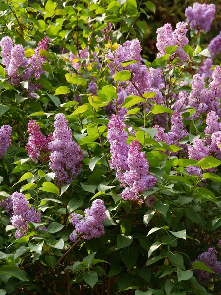 Púrpura Flores Fragantes Arbusto Lila Primavera —  Fotos de Stock
