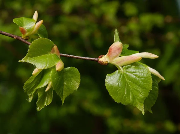 Odla Färska Blad Lindträd Våren — Stockfoto