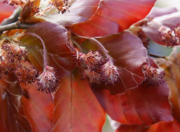 Rote Blätter Und Blüten Des Fagus Sylvatica Baumes Frühling — Stockfoto