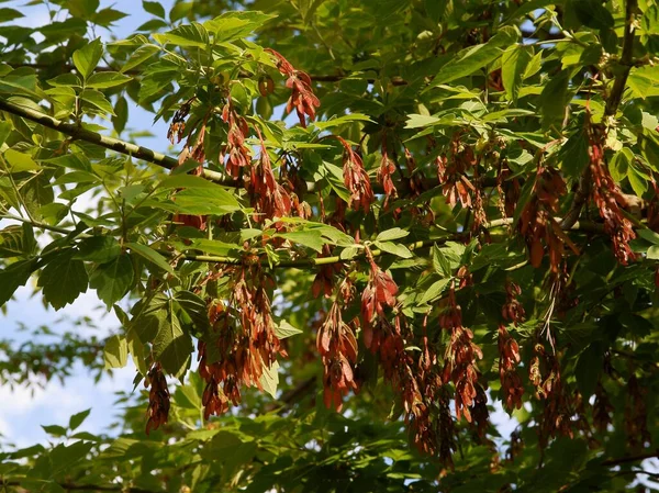 Box elder tree with winged seeds at spring