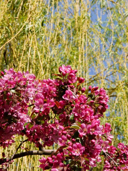 Árvore Maçã Caranguejo Com Flores Rosa Primavera — Fotografia de Stock