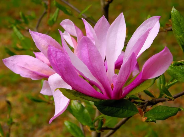 Purple Flowers Magnolia Deciduous Tree Spring — Stock Photo, Image