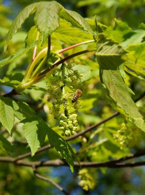 İlkbaharda çiçekli çınar ağacı