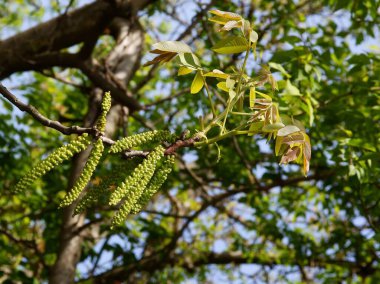 büyüyen yaprakları ve çiçekleri olan ceviz ağacı