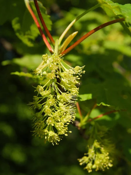 Árvore Bordo Sycamore Com Flores Primavera — Fotografia de Stock