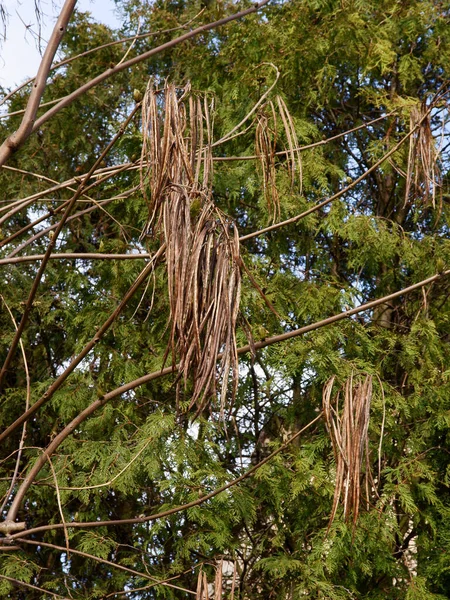 Catapla Baum Mit Braunen Getrockneten Huks Und Samen — Stockfoto