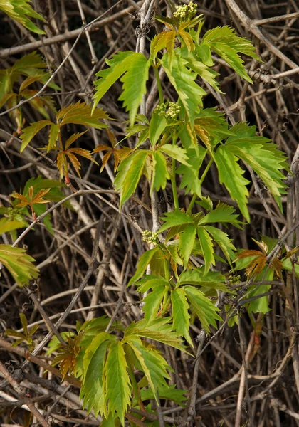 Hojas Verdes Parthenocissus Quinquefolia Planta Trepadora —  Fotos de Stock
