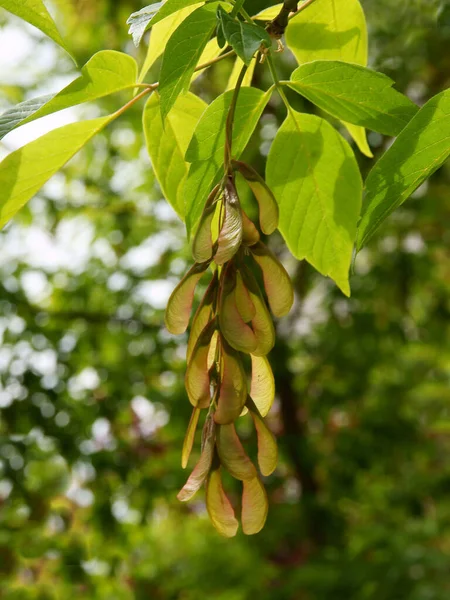 Acer Negundo Boîte Aîné Arbre Avec Des Graines Ailées Fermer — Photo