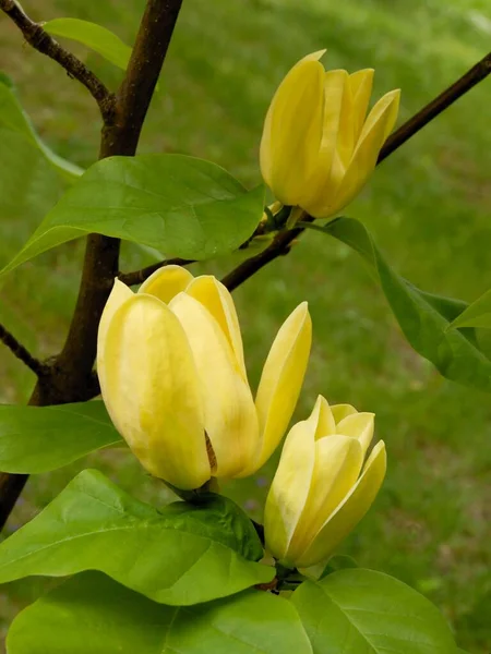 Желтые Owers Лириодендрона Tulipifera Декоративное Дерево Близко — стоковое фото