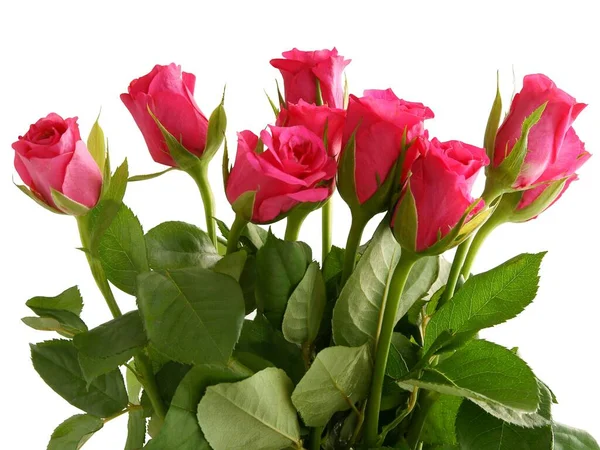 Posy Pretty Roses Close — Stock Photo, Image