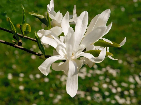 Μανόλια Δέντρο Όμορφα Λουλούδια Κοντά — Φωτογραφία Αρχείου