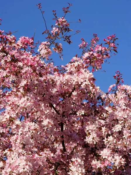 Flores Rosadas Manzano Cangrejo Primavera — Foto de Stock