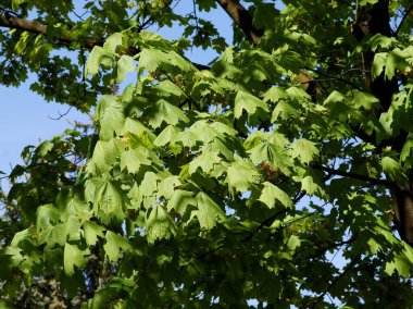 İlkbaharda taze yaprak yetiştiren akçaağaç.