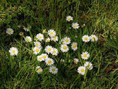 Baharda yeşil çimlerde beyaz papatyalar