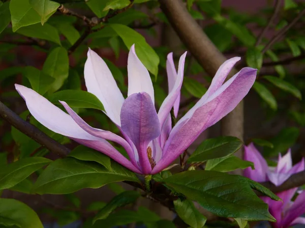 Flores Rosadas Magnolia Árbol Ornamental Primavera — Foto de Stock