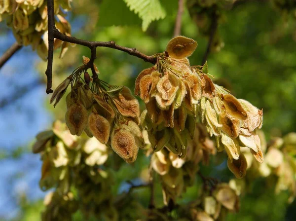 Semi Olmo Primavera — Foto Stock