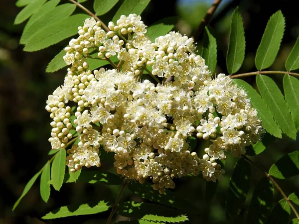 Flores Brancas Árvore Rowan Primavera — Fotografia de Stock