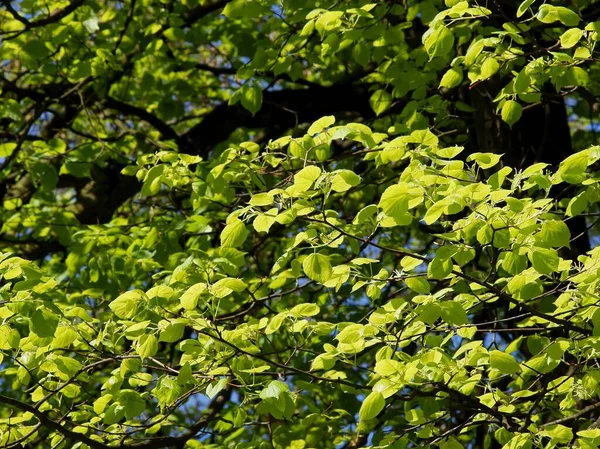 Groen Fris Grijnzend Blad Van Lindeboom Het Voorjaar — Stockfoto