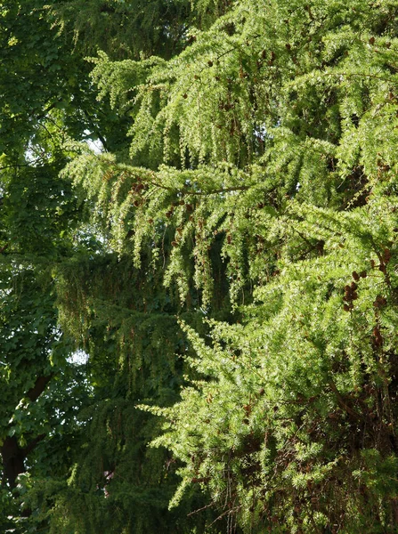 Mélèze Avec Aiguilles Vertes Pittoresque — Photo