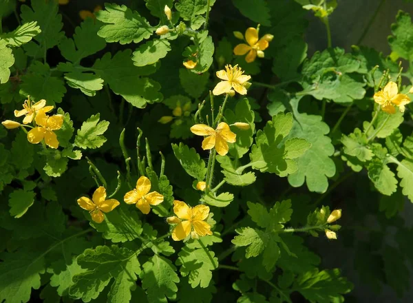 Erva Celandina Com Flores Amarelas Fechar — Fotografia de Stock
