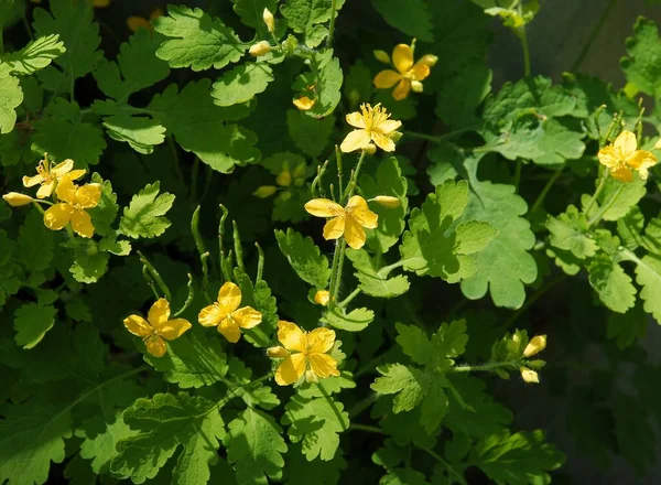 Celandine Ört Med Gula Blommor — Stockfoto