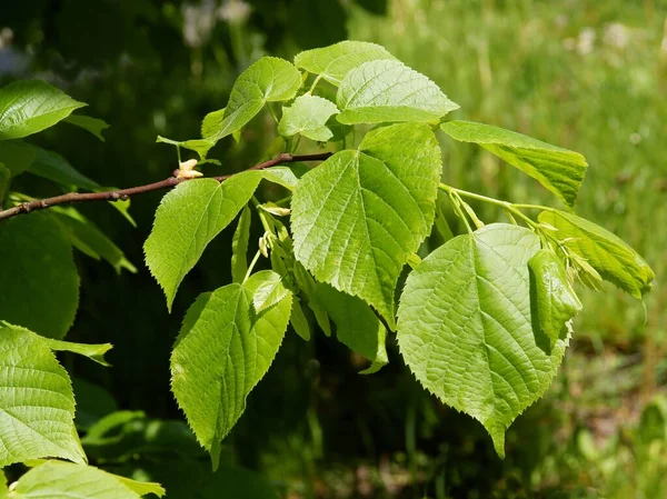 Gröna Färska Grpwing Blad Lind Träd Våren — Stockfoto