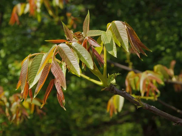 Albero Noce Con Foglie Fiori Crescita — Foto Stock