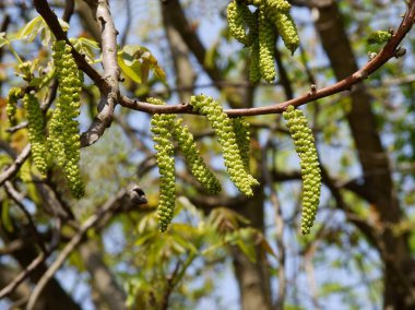 büyüyen yaprakları ve çiçekleri olan ceviz ağacı