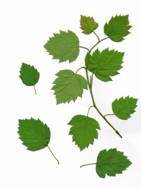 Vita Blommor Och Gröna Blad Sorbus Torminalis Träd Våren — Stockfoto