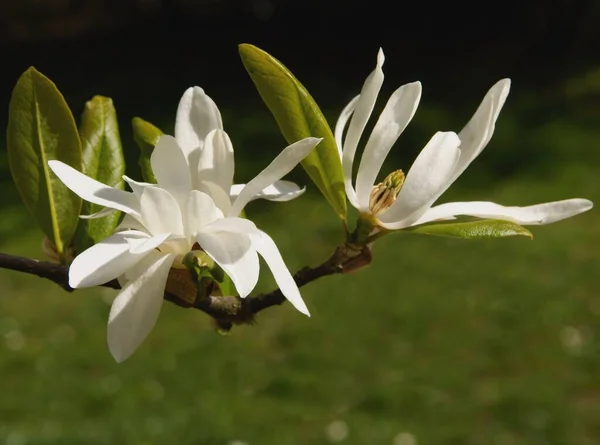 Fiori Bianchi Magnolia Albero Ornamentale Primavera — Foto Stock
